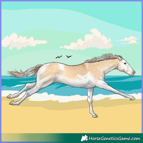 Horse Color:White Spotted Palomino Onyx Splash Tobiano Appaloosa