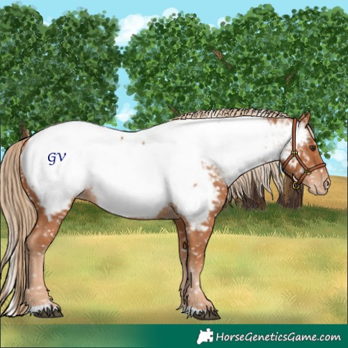 Horse Color:Chestnut Appaloosa