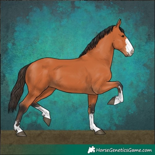 Horse Color:Bay 