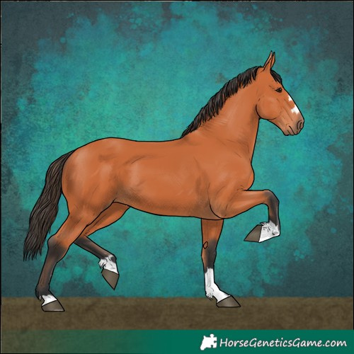 Horse Color:Bay 