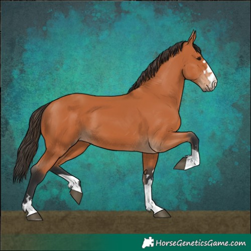 Horse Color:Bay 