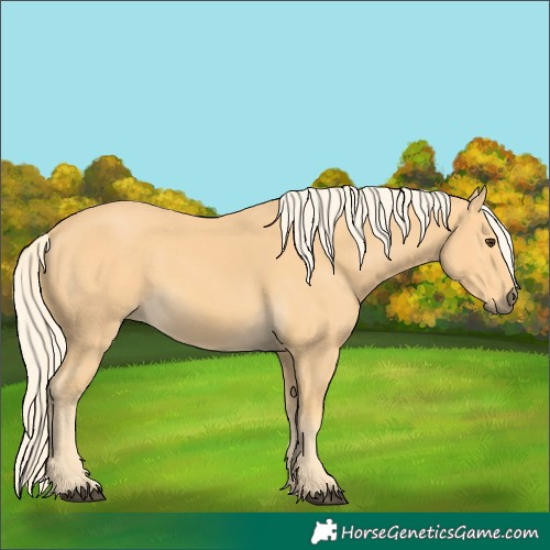 Horse Color:Palomino 