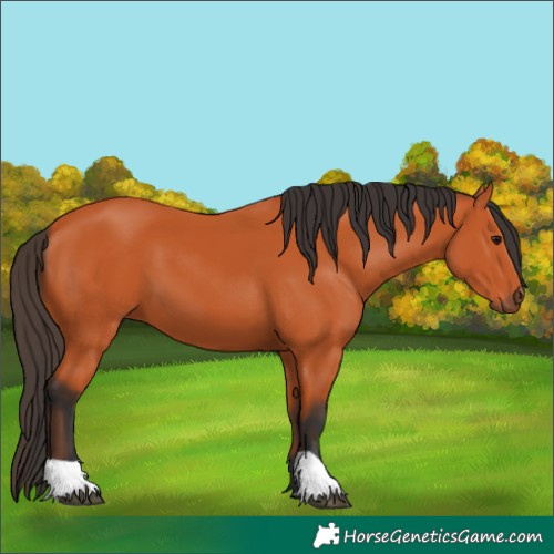 Horse Color:Bay 
