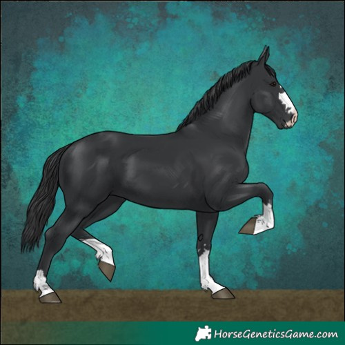 Horse Color:Black 