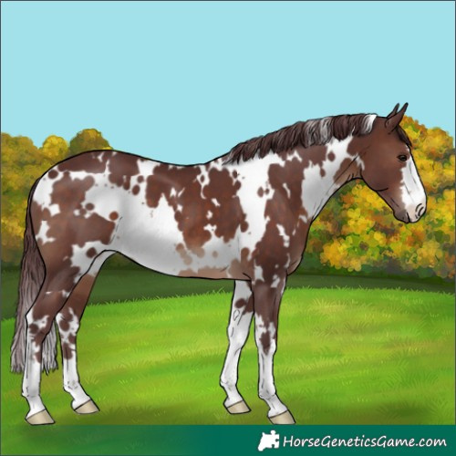 Horse Color:White Spotted Chocolate Brown