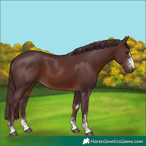 Horse Color:Chocolate Brown