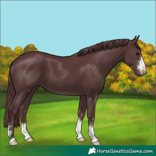 Horse Color:Chocolate Black