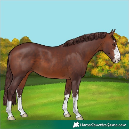 Horse Color:Chocolate Brown
