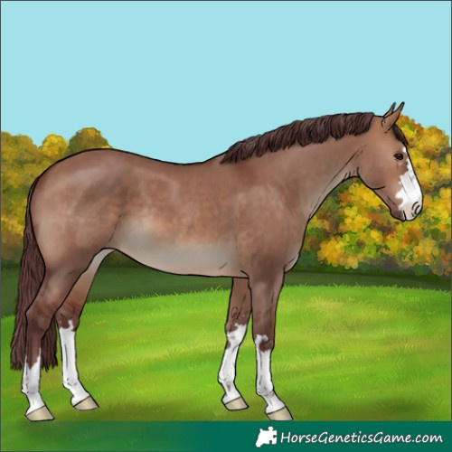 Horse Color:Chocolate Brown Dun