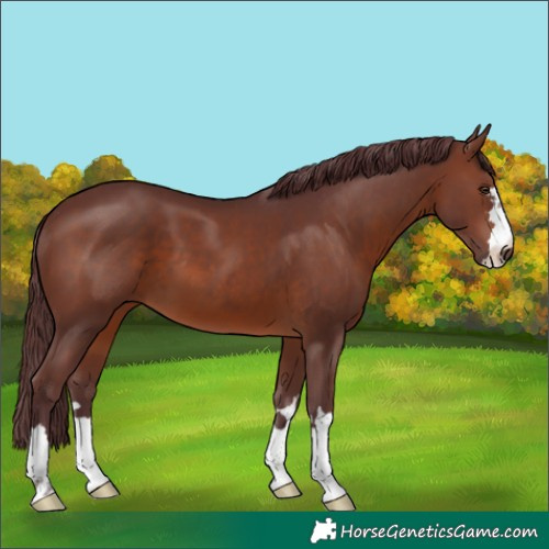 Horse Color:Chocolate Brown 