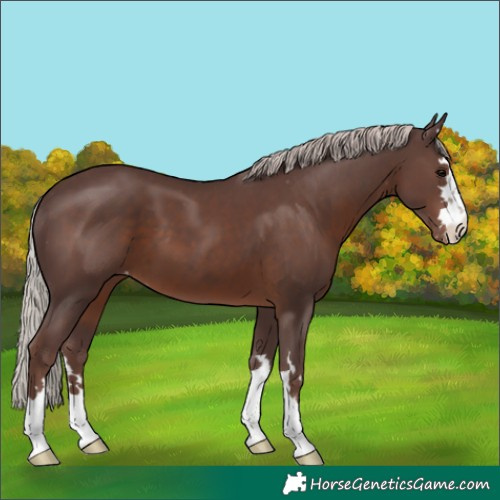 Horse Color:Chocolate Silver Black Appaloosa