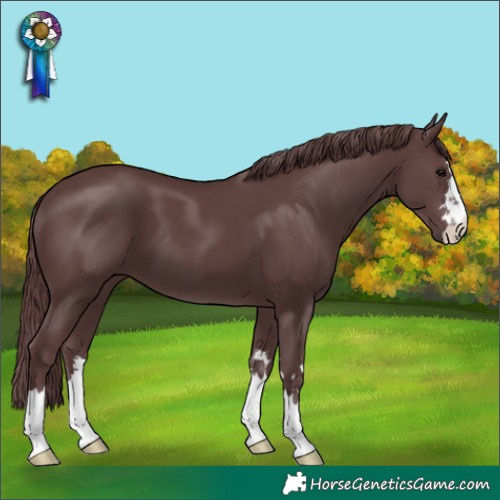 Horse Color:Chocolate Black
