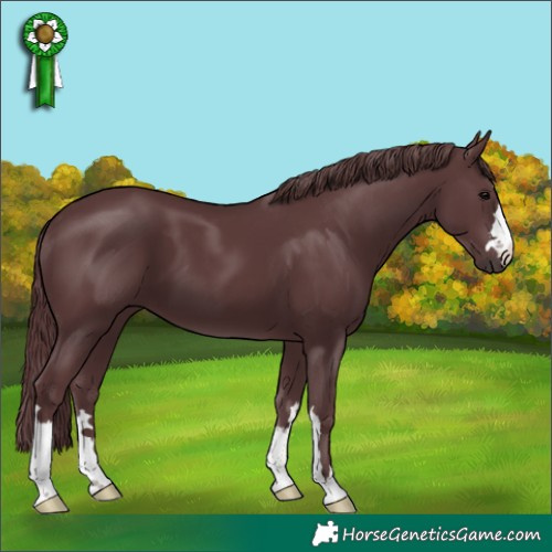 Horse Color:Chocolate Black