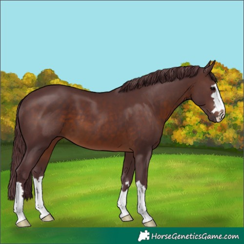 Horse Color:Chocolate Brown 