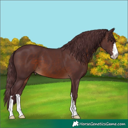 Horse Color:Chocolate Brown