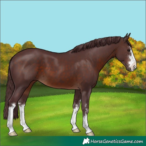 Horse Color:Chocolate Brown 