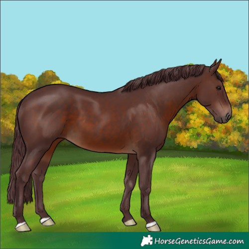 Horse Color:Chocolate Brown