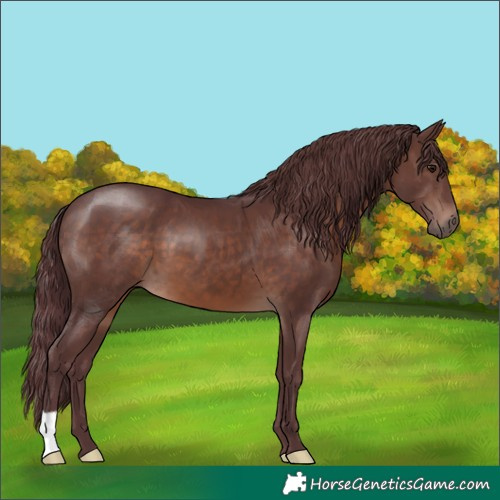Horse Color:Chocolate Brown 