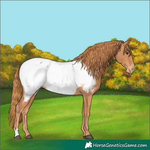 Horse Color:Chestnut Appaloosa 