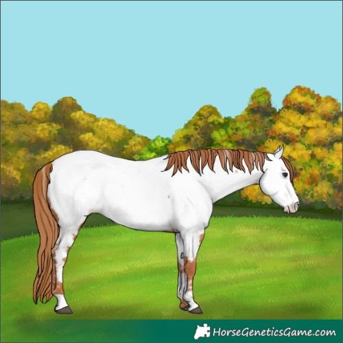 Horse Color:Chestnut Appaloosa