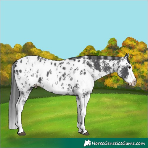 Horse Color:Black Sabino Splash Blanket  and Black Sabino Splash Blanket Rabicano 