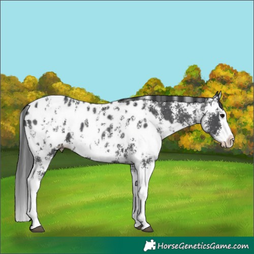 Horse Color:Black Sabino Splash Blanket  and Black Sabino Splash Blanket Rabicano 