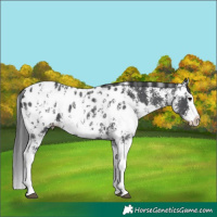 Horse Color:Black Sabino Splash Appaloosa  and Black Sabino Splash Appaloosa Rabicano 