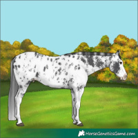Horse Color:Black Sabino Splash Blanket  and Black Sabino Splash Blanket Rabicano 