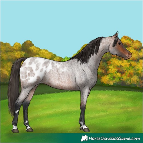 Horse Color:Bay Roan Blanket