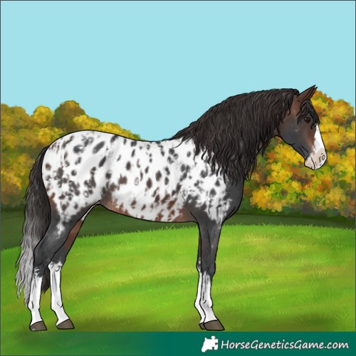 Horse Color:Brown Sabino Splash Appaloosa and Brown Sabino Splash Appaloosa