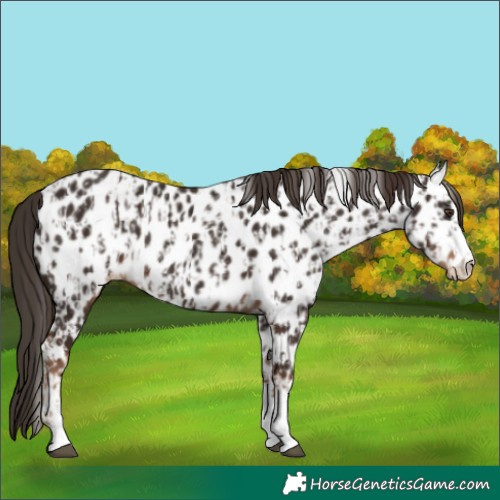 Horse Color:Liver Chestnut Sabino Splash Appaloosa and Liver Chestnut Sabino Splash Appaloosa