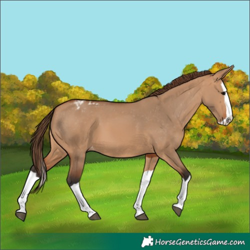 Horse Color:Bay Dun Splash Varnish 