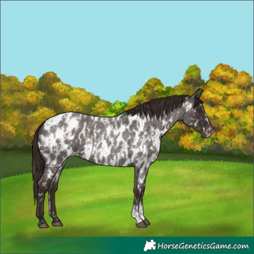 Horse Color:Liver Red Roan Sabino Splash Appaloosa  and Liver Red Roan Sabino Appaloosa 