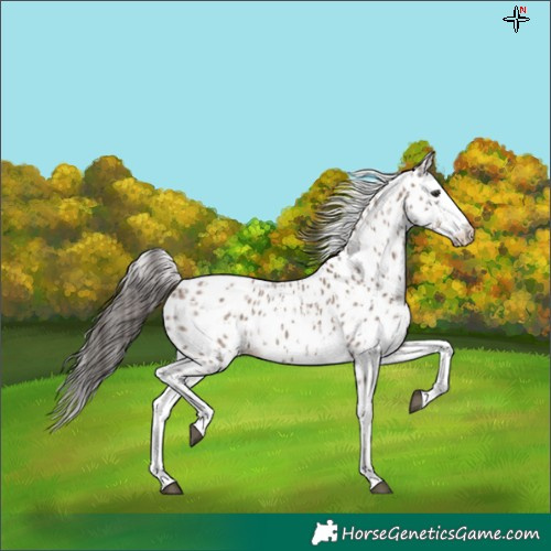 Horse Color:Liver Red Dun Sabino Splash Appaloosa  and Liver Red Dun Sabino Splash Appaloosa 