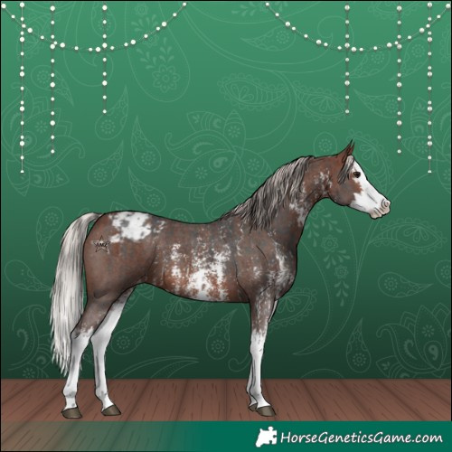 Horse Color:Brown Sabino Splash Appaloosa  and Silver Brown Sabino Splash Appaloosa 