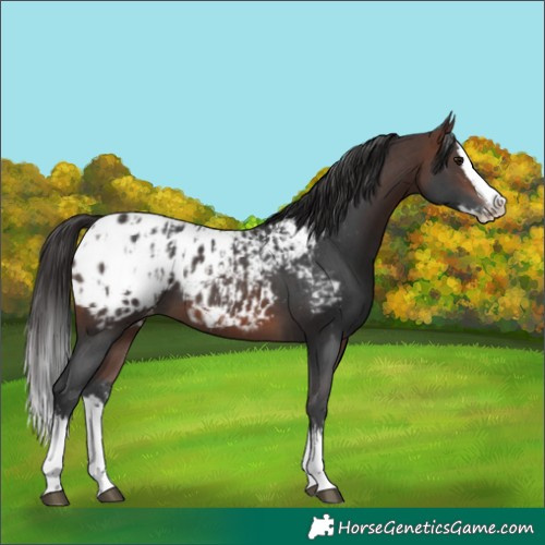Horse Color:Brown Sabino Splash Appaloosa and Brown Sabino Splash Appaloosa