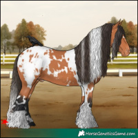 Horse Color:White Spotted Bay Blanket 