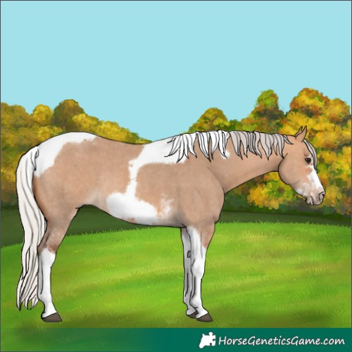Horse Color:Silver Bay Dun Sabino Tobiano Frame Rabicano 