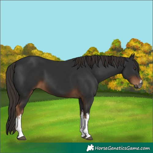 Horse Color:Gray White Spotted Liver Chestnut 