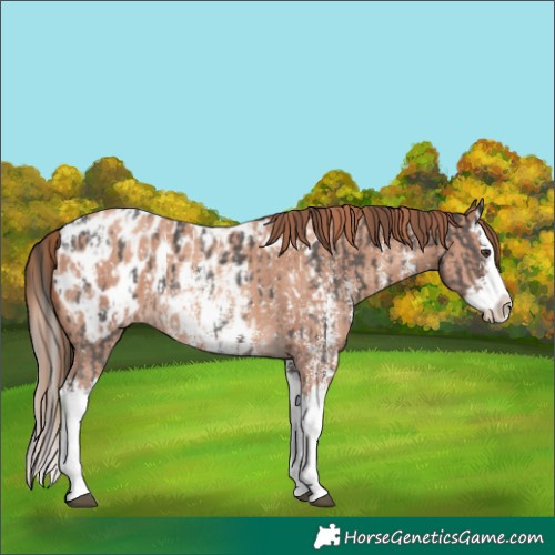 Horse Color:Liver Chestnut Sabino Splash Appaloosa and Gold Champagne Sabino Splash Appaloosa