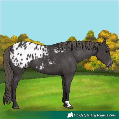 Horse Color:Smoky Black Blanket