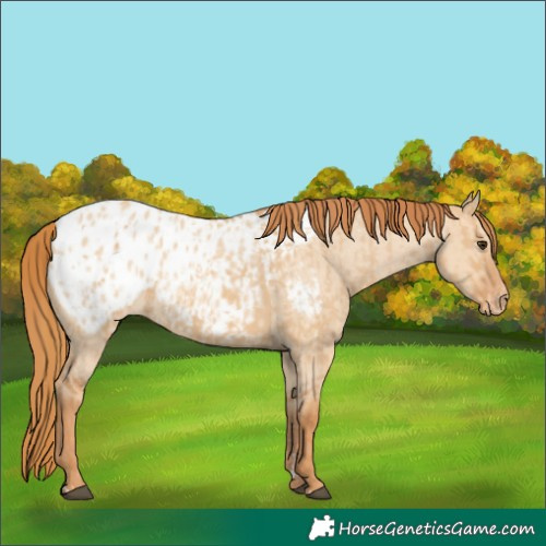 Horse Color:Red Dun Appaloosa  and Red Dun Appaloosa 