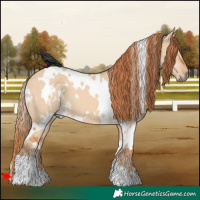 Horse Color:White Spotted Red Dun