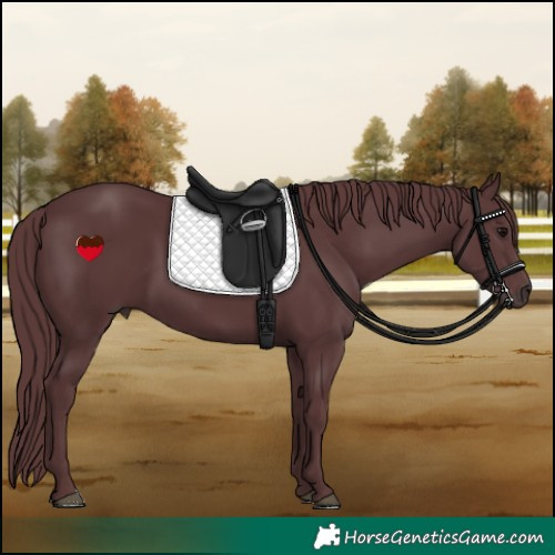 Horse Color:Chocolate Black