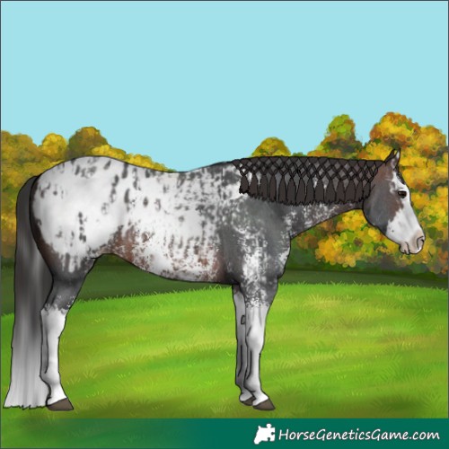 Horse Color:Brown Sabino Splash Appaloosa and Brown Sabino Splash Appaloosa
