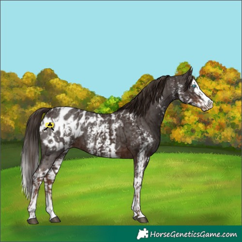 Horse Color:Liver Chestnut Sabino Splash Blanket  and Liver Chestnut Sabino Splash Blanket 