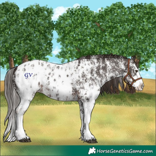 Horse Color:Liver Chestnut Sabino Splash Appaloosa and Liver Chestnut Sabino Splash Appaloosa