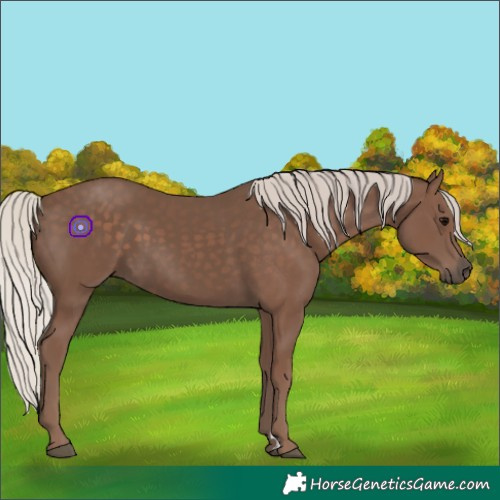 Horse Color:Silver Black