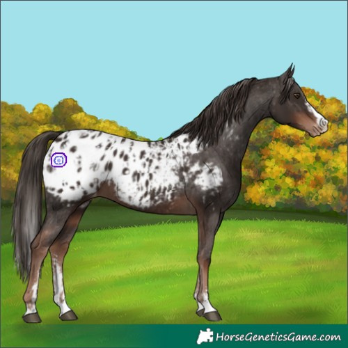 Horse Color:Liver Chestnut Sabino Splash Appaloosa  and Liver Chestnut Sabino Splash Appaloosa 
