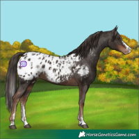 Horse Color:Liver Chestnut Sabino Splash Appaloosa  and Liver Chestnut Sabino Splash Appaloosa 